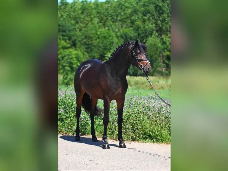 Meer ponys/kleine paarden Ruin 6 Jaar 147 cm Bruin in B&#xE9;k&#xE9;scsaba
