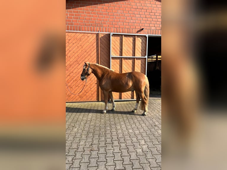 Meer ponys/kleine paarden Ruin 6 Jaar 147 cm Vos in Schloß Holte-Stukenbrock