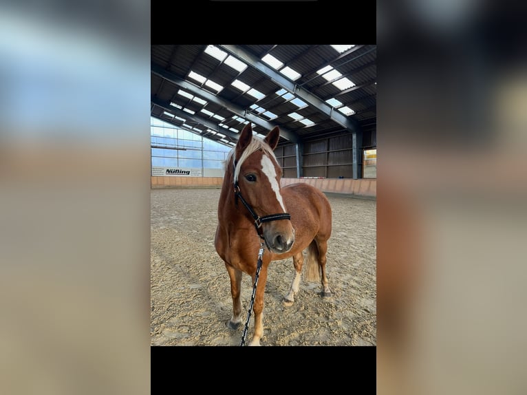 Meer ponys/kleine paarden Ruin 6 Jaar 147 cm Vos in Schloß Holte-Stukenbrock