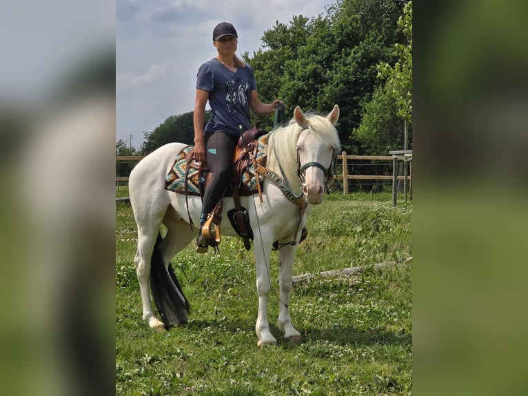 Meer ponys/kleine paarden Ruin 6 Jaar 148 cm Gevlekt-paard in Linkenbach