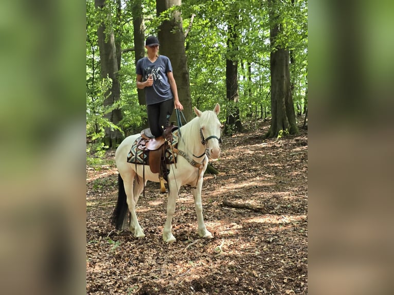 Meer ponys/kleine paarden Ruin 6 Jaar 148 cm Gevlekt-paard in Linkenbach