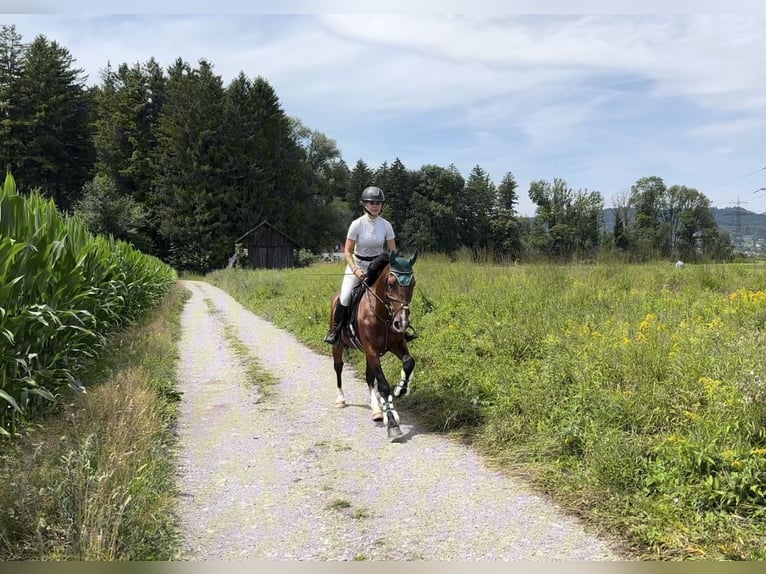 Meer ponys/kleine paarden Ruin 6 Jaar 149 cm Bruin in Schlins