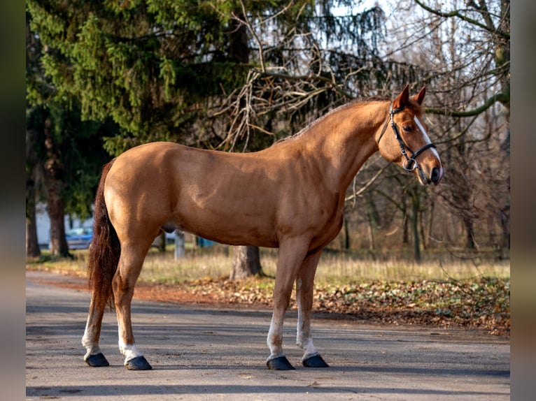 Meer ponys/kleine paarden Ruin 6 Jaar 152 cm Vos in Feh&#xE9;rgyarmat