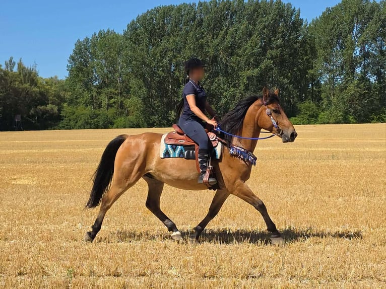 Meer ponys/kleine paarden Ruin 6 Jaar 154 cm Falbe in Linkenbach