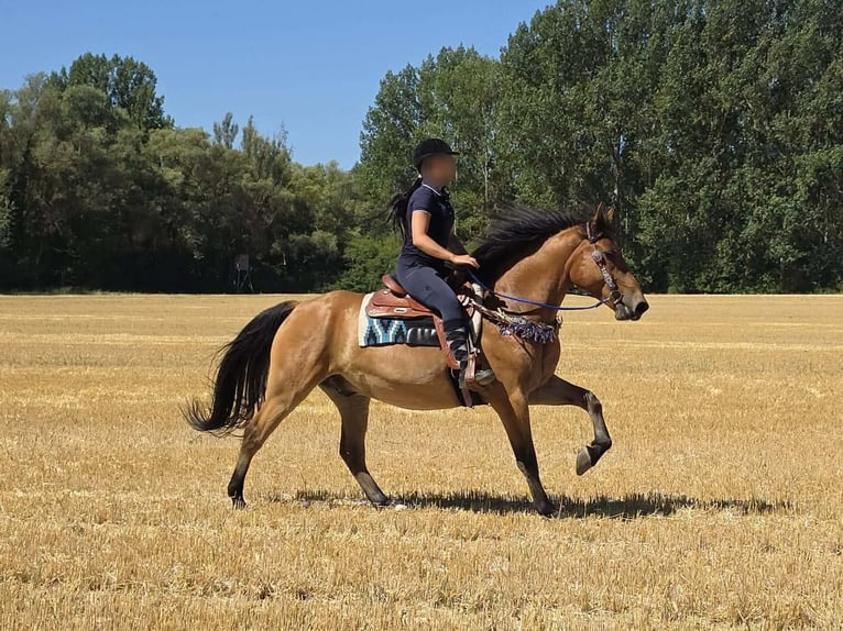 Meer ponys/kleine paarden Ruin 6 Jaar 154 cm Falbe in Linkenbach