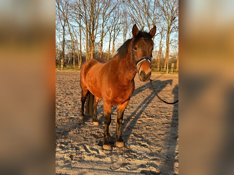 Meer ponys/kleine paarden Ruin 6 Jaar 155 cm Bruin in Rheine