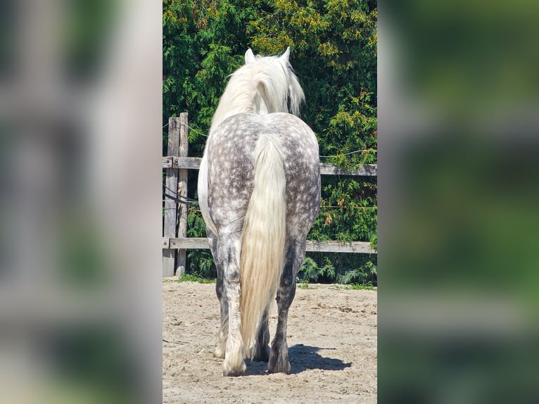 Meer ponys/kleine paarden Ruin 6 Jaar 155 cm Schimmel in Ptuj