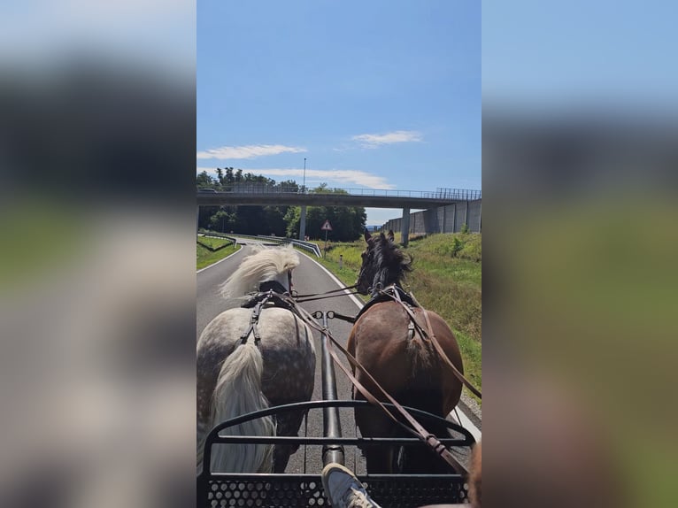 Meer ponys/kleine paarden Ruin 6 Jaar 155 cm Schimmel in Ptuj