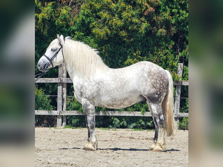 Meer ponys/kleine paarden Ruin 6 Jaar 155 cm Schimmel in Ptuj