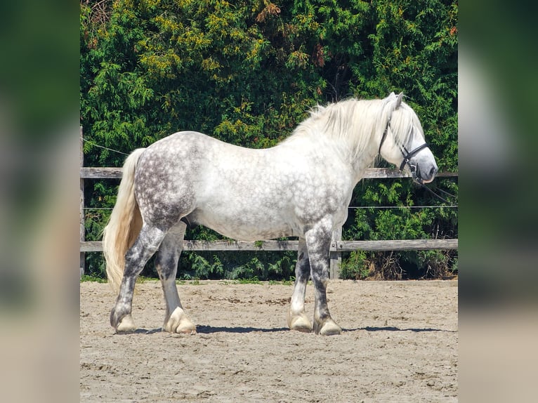 Meer ponys/kleine paarden Ruin 6 Jaar 155 cm Schimmel in Ptuj