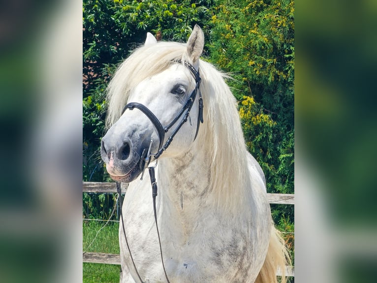 Meer ponys/kleine paarden Ruin 6 Jaar 155 cm Schimmel in Ptuj