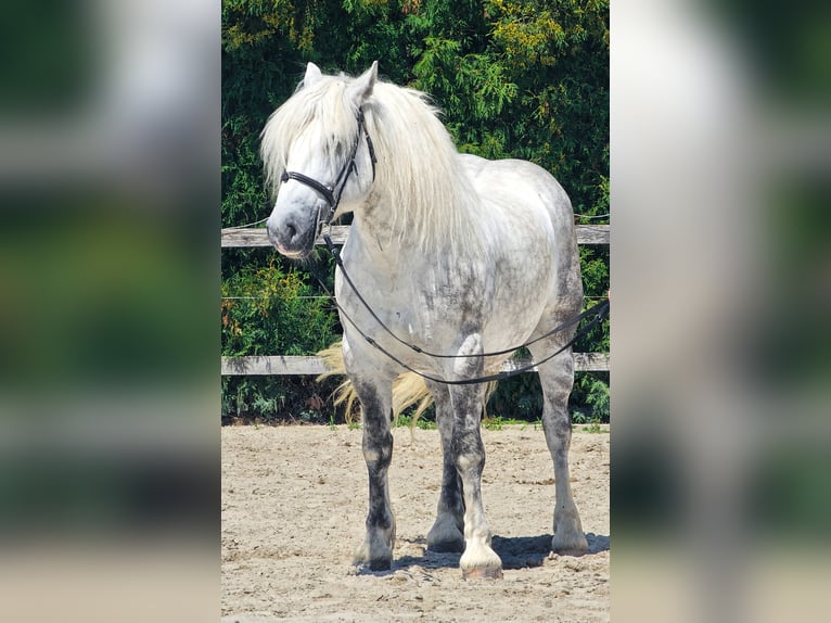 Meer ponys/kleine paarden Ruin 6 Jaar 155 cm Schimmel in Ptuj