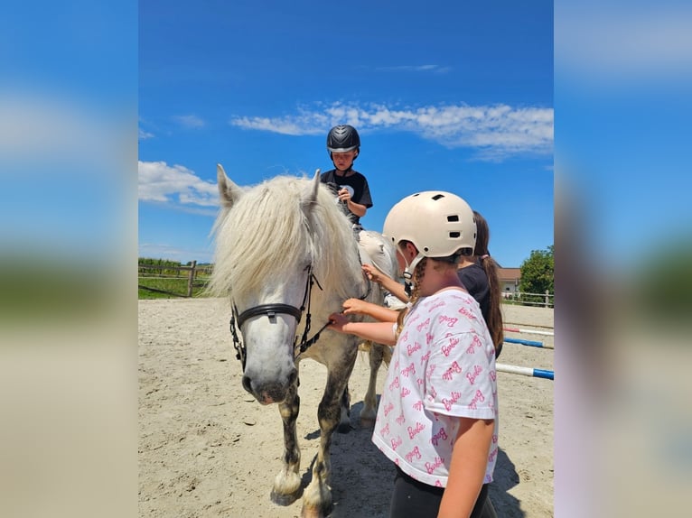 Meer ponys/kleine paarden Ruin 6 Jaar 155 cm Schimmel in Ptuj