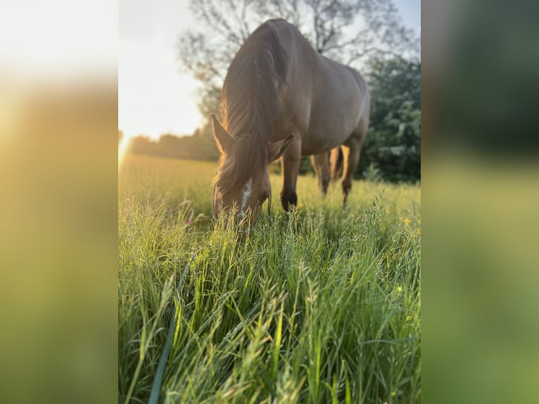 Meer ponys/kleine paarden Mix Ruin 6 Jaar 158 cm Falbe in Sonneborn Meer ponys/kleine paarden Mix Ruin 6 Jaar 158 cm Falbe in Sonneborn