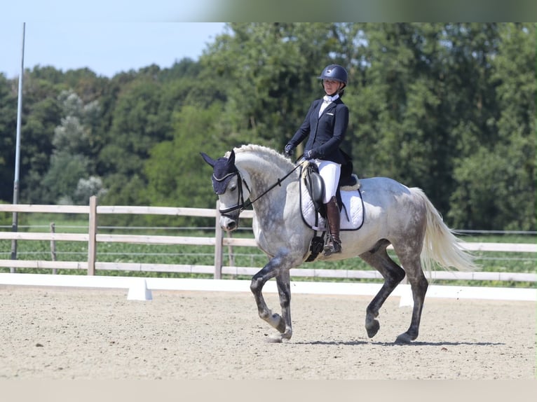 Meer ponys/kleine paarden Ruin 6 Jaar 165 cm Blauwschimmel in Pepingen