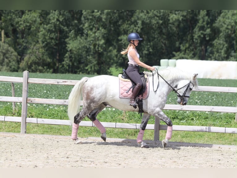 Meer ponys/kleine paarden Ruin 6 Jaar 165 cm Blauwschimmel in Pepingen