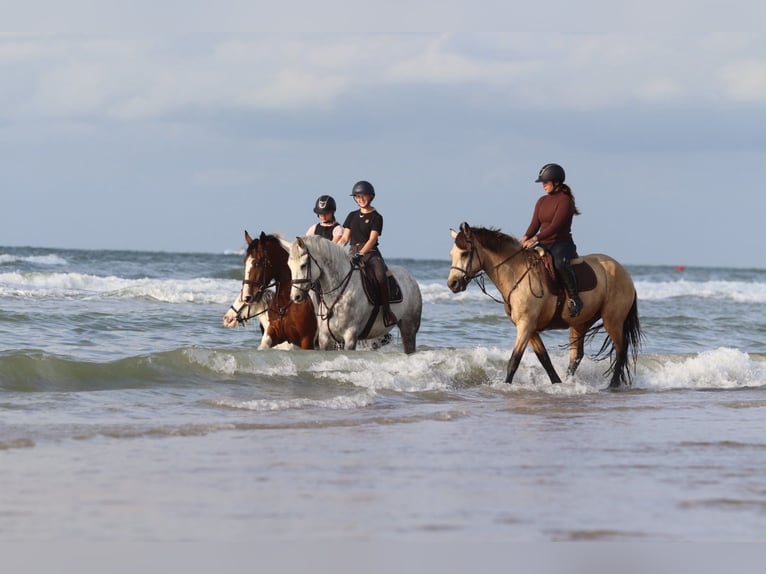 Meer ponys/kleine paarden Ruin 6 Jaar 165 cm Blauwschimmel in Pepingen
