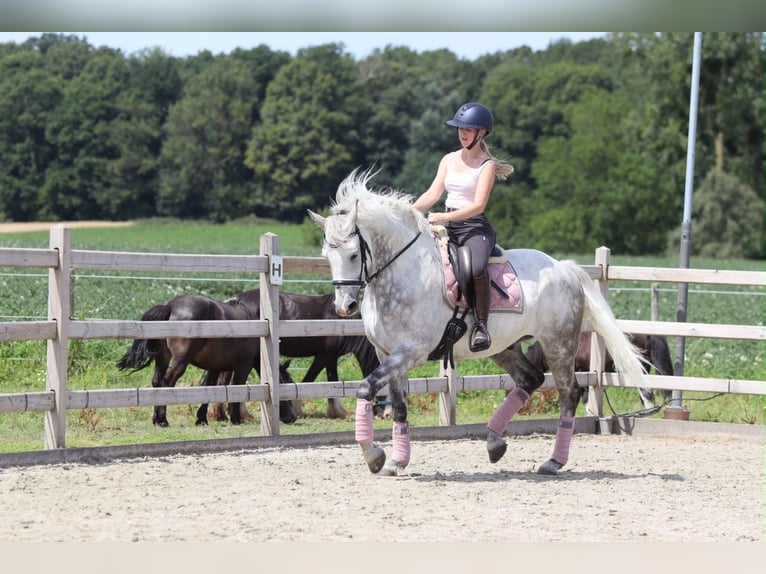 Meer ponys/kleine paarden Ruin 6 Jaar 165 cm Blauwschimmel in Pepingen