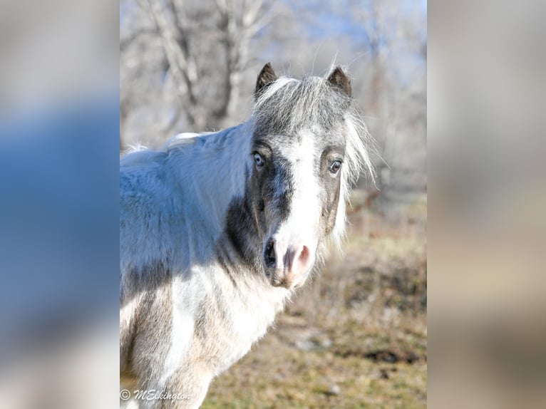 Meer ponys/kleine paarden Ruin 6 Jaar 91 cm in Rigby