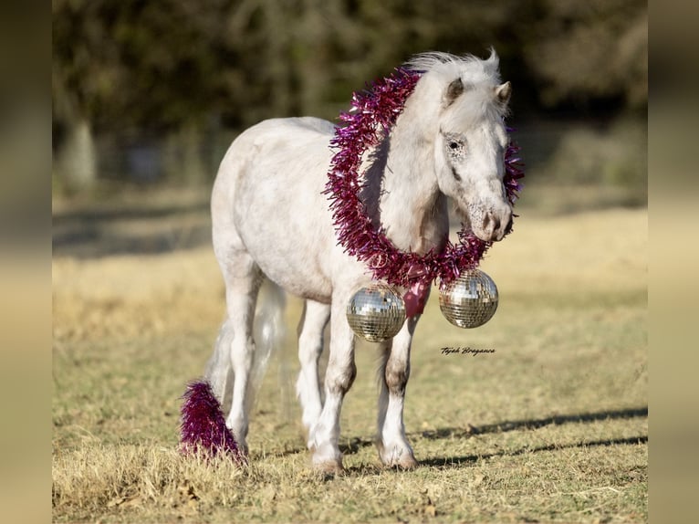 Meer ponys/kleine paarden Ruin 6 Jaar 97 cm Gevlekt-paard in Weatherford
