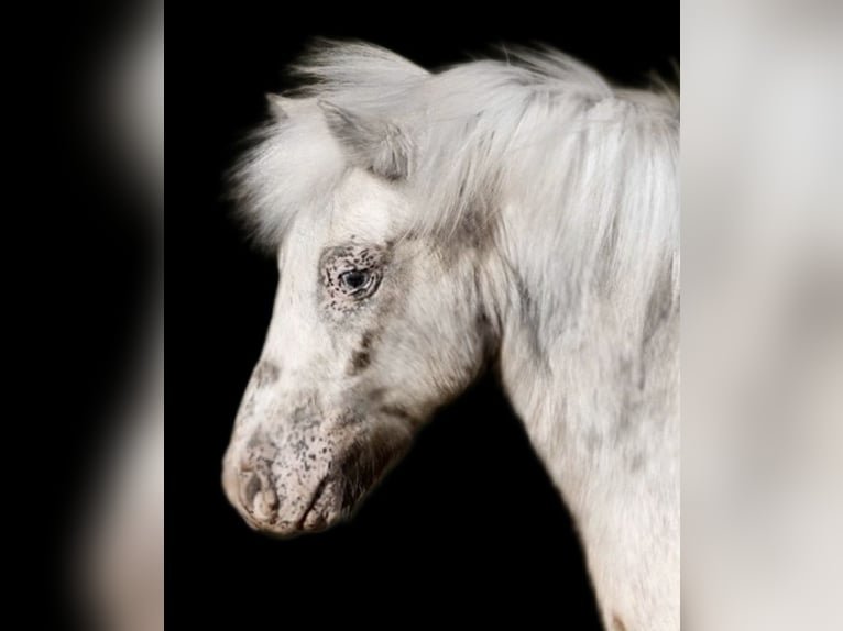 Meer ponys/kleine paarden Ruin 6 Jaar 97 cm Gevlekt-paard in Weatherford