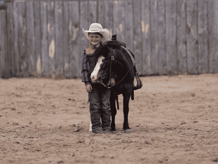 Meer ponys/kleine paarden Ruin 6 Jaar 97 cm Roodbruin in Akeley