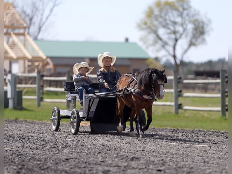 Meer ponys/kleine paarden Ruin 6 Jaar 97 cm Roodbruin in Akeley
