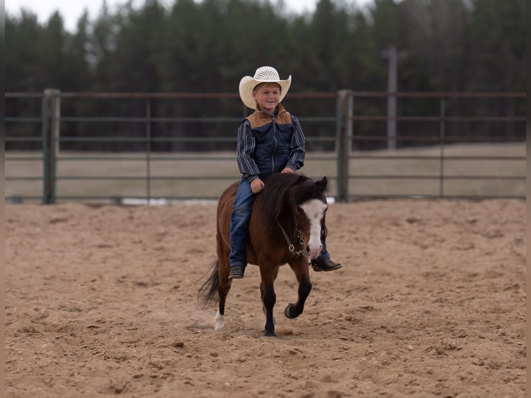 Meer ponys/kleine paarden Ruin 6 Jaar 97 cm Roodbruin in Akeley