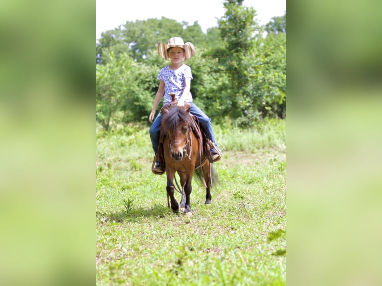 Meer ponys/kleine paarden Ruin 6 Jaar 97 cm Roodbruin in Millsap