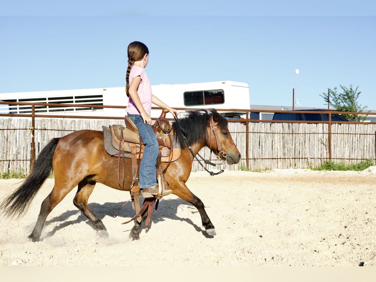 Meer ponys/kleine paarden Ruin 6 Jaar 97 cm Roodbruin in Millsap