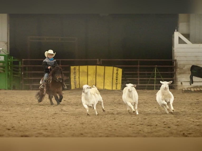 Meer ponys/kleine paarden Ruin 6 Jaar 97 cm Roodbruin in Nevis