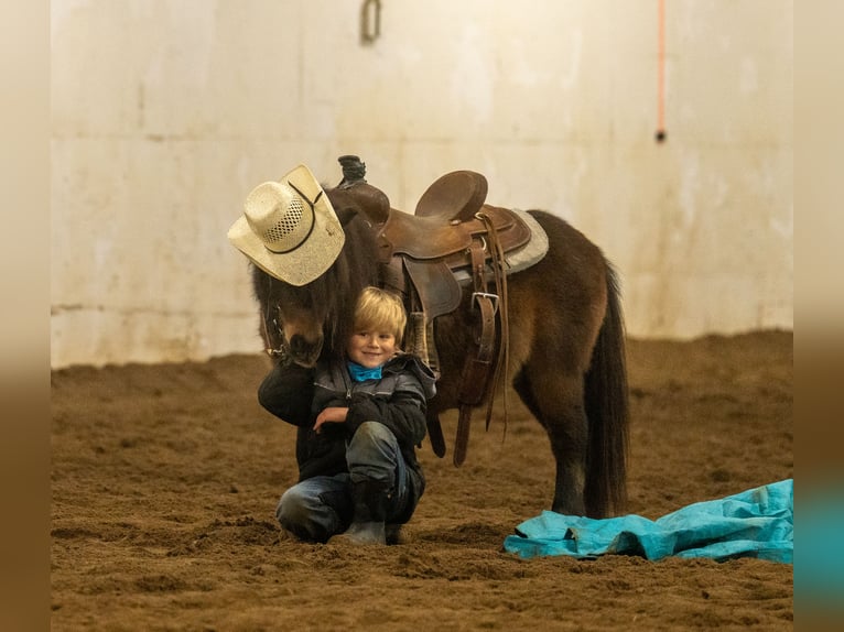 Meer ponys/kleine paarden Ruin 6 Jaar 97 cm Roodbruin in Nevis