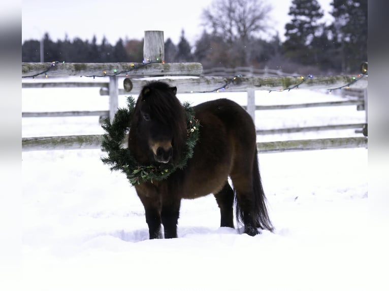 Meer ponys/kleine paarden Ruin 6 Jaar 97 cm Roodbruin in Nevis