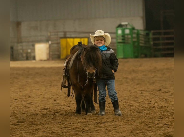 Meer ponys/kleine paarden Ruin 6 Jaar 97 cm Roodbruin in Nevis