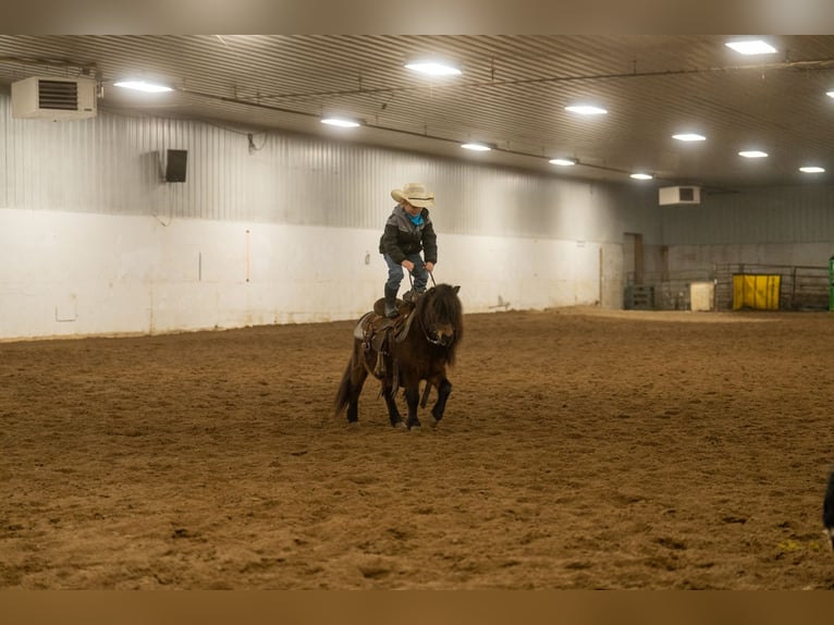 Meer ponys/kleine paarden Ruin 6 Jaar 97 cm Roodbruin in Nevis