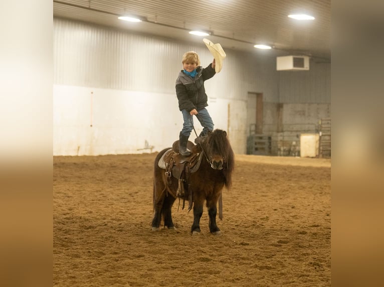 Meer ponys/kleine paarden Ruin 6 Jaar 97 cm Roodbruin in Nevis