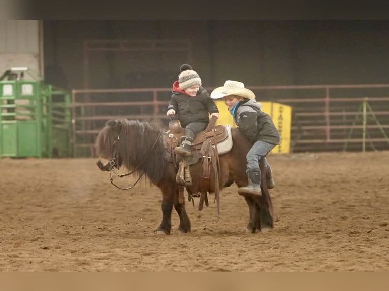 Meer ponys/kleine paarden Ruin 6 Jaar 97 cm Roodbruin in Nevis