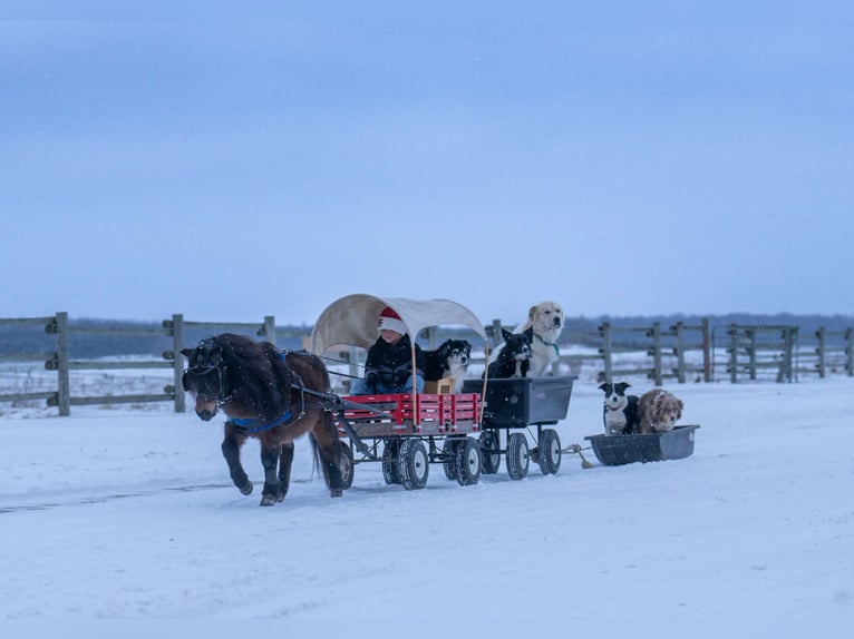 Meer ponys/kleine paarden Ruin 6 Jaar 97 cm Roodbruin in Nevis