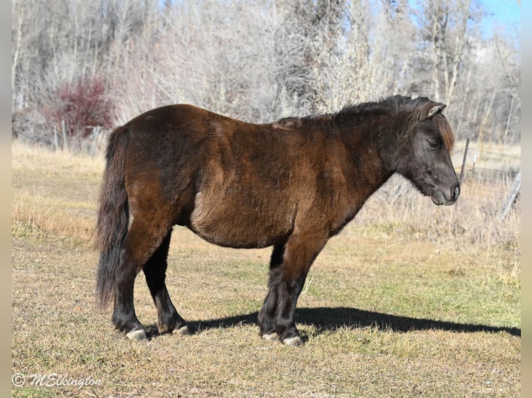 Meer ponys/kleine paarden Ruin 6 Jaar 99 cm Bruin in Rigby