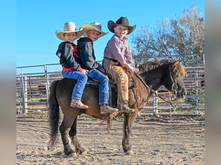 Meer ponys/kleine paarden Ruin 6 Jaar 99 cm Bruin in Rigby