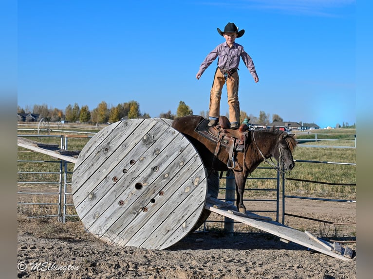 Meer ponys/kleine paarden Ruin 6 Jaar 99 cm Bruin in Rigby