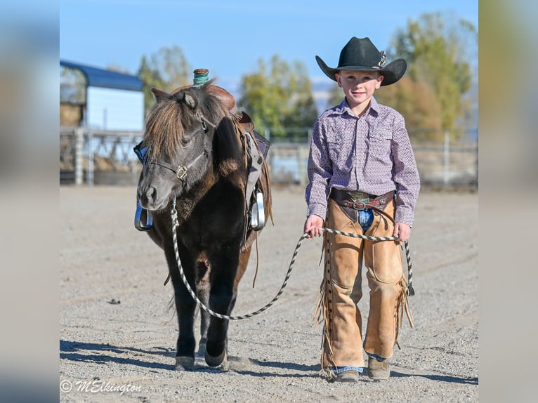 Meer ponys/kleine paarden Ruin 6 Jaar 99 cm Bruin in Rigby