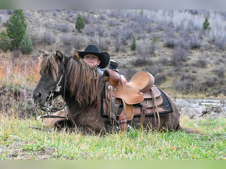 Meer ponys/kleine paarden Ruin 6 Jaar 99 cm Bruin in Rigby