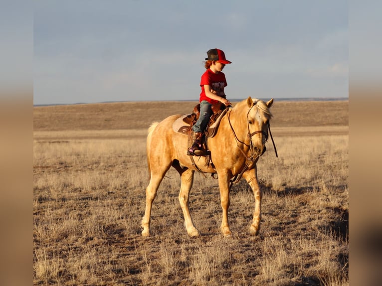 Meer ponys/kleine paarden Ruin 6 Jaar Palomino in Edgewood