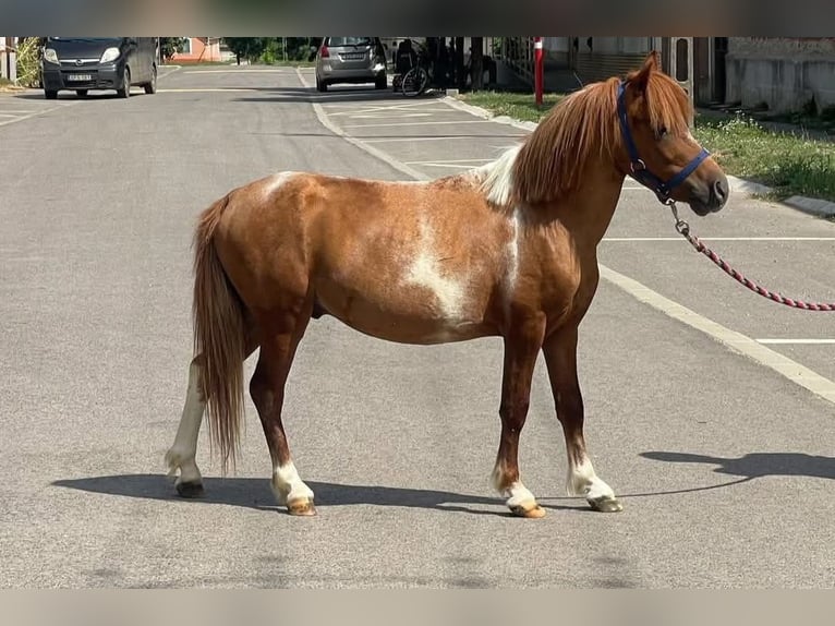 Meer ponys/kleine paarden Ruin 7 Jaar 100 cm Gevlekt-paard in &#xD6;cs&#xF6;d