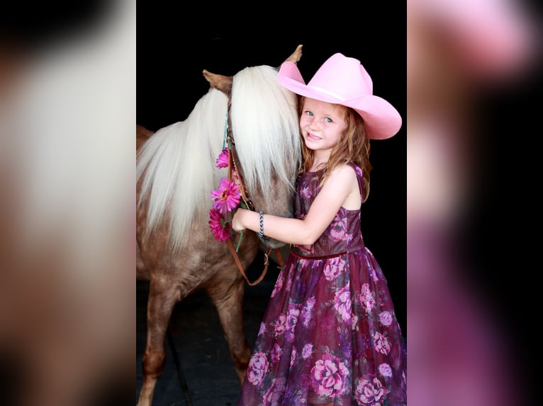 Meer ponys/kleine paarden Ruin 7 Jaar 102 cm Palomino in Congress