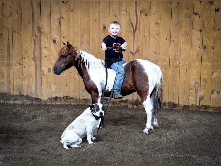 Meer ponys/kleine paarden Ruin 7 Jaar 102 cm Tobiano-alle-kleuren in Sheffield, IA