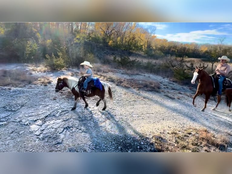 Meer ponys/kleine paarden Ruin 7 Jaar 102 cm Tobiano-alle-kleuren in Sheffield, IA