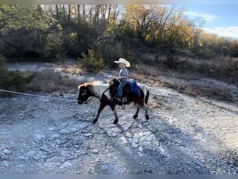 Meer ponys/kleine paarden Ruin 7 Jaar 102 cm Tobiano-alle-kleuren in Sheffield, IA