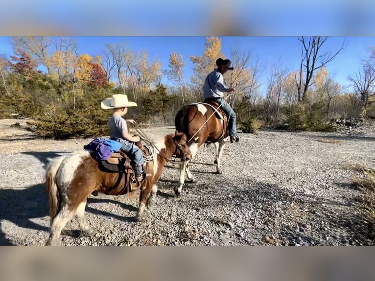 Meer ponys/kleine paarden Ruin 7 Jaar 102 cm Tobiano-alle-kleuren in Sheffield, IA